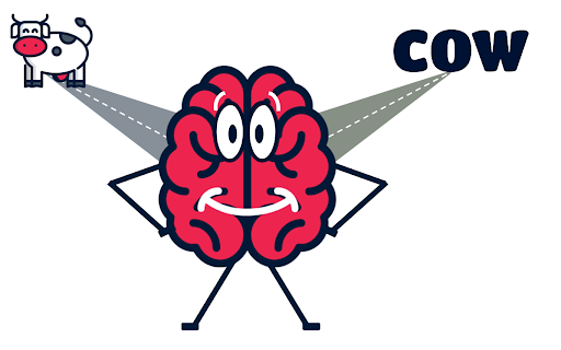 A picture of a brain with a graphic of a cow and the word cow.